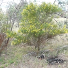 Cytisus scoparius subsp. scoparius (Scotch Broom, Broom, English Broom) at Weetangera, ACT - 16 Nov 2018 by pinnaCLE