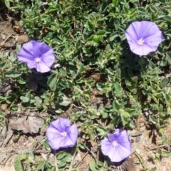 Convolvulus sabatius (Blue Rock Bindweed) at Conder, ACT - 29 Nov 2018 by RWPurdie