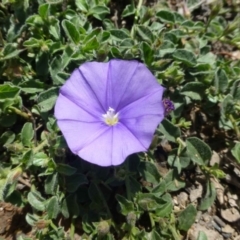 Convolvulus sabatius at Conder, ACT - 30 Nov 2018 12:00 AM