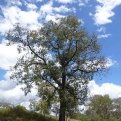 Brachychiton populneus subsp. populneus at Conder, ACT - 30 Nov 2018