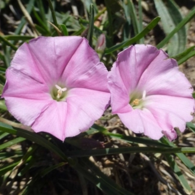 Convolvulus angustissimus subsp. angustissimus (Australian Bindweed) at Gordon, ACT - 30 Nov 2018 by RWPurdie