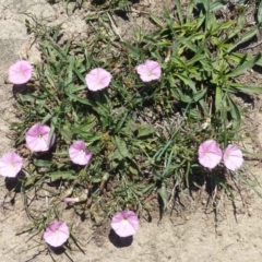 Convolvulus angustissimus subsp. angustissimus at Gordon, ACT - 30 Nov 2018 12:00 AM