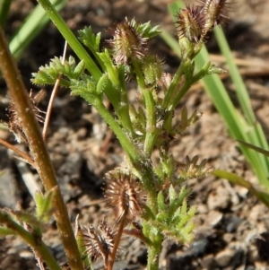 Daucus glochidiatus at Dunlop, ACT - 29 Nov 2018