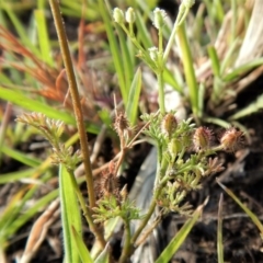 Daucus glochidiatus at Dunlop, ACT - 29 Nov 2018