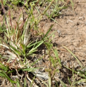 Daucus glochidiatus at Dunlop, ACT - 29 Nov 2018