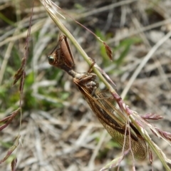 Mantispidae (family) (Unidentified mantisfly) at Mount Painter - 29 Nov 2018 by CathB