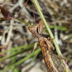 Mantispidae (family) at Dunlop, ACT - 29 Nov 2018 03:44 PM