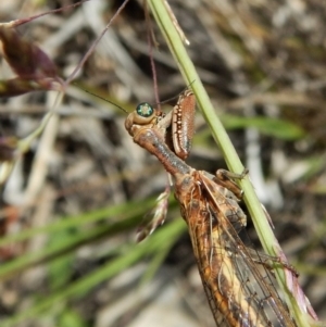 Mantispidae (family) at Dunlop, ACT - 29 Nov 2018