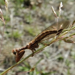 Mantispidae (family) at Dunlop, ACT - 29 Nov 2018 03:44 PM