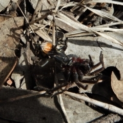 Fabriogenia sp. (genus) (Spider wasp) at Dunlop, ACT - 29 Nov 2018 by CathB