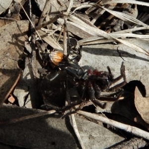 Fabriogenia sp. (genus) at Dunlop, ACT - 29 Nov 2018 04:18 PM