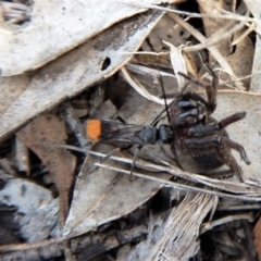 Fabriogenia sp. (genus) at Dunlop, ACT - 29 Nov 2018 04:18 PM