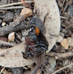 Fabriogenia sp. (genus) at Dunlop, ACT - 29 Nov 2018 04:18 PM