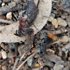 Fabriogenia sp. (genus) at Dunlop, ACT - 29 Nov 2018 04:18 PM