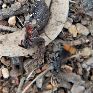 Fabriogenia sp. (genus) at Dunlop, ACT - 29 Nov 2018 04:18 PM