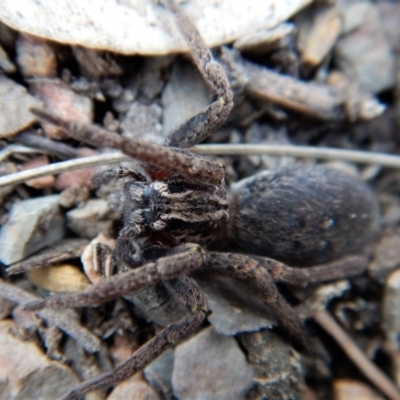 Mituliodon tarantulinus (Prowling Spider) at Aranda Bushland - 29 Nov 2018 by CathB