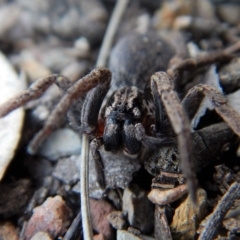 Mituliodon tarantulinus at Dunlop, ACT - 29 Nov 2018