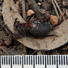 Mituliodon tarantulinus at Dunlop, ACT - 29 Nov 2018