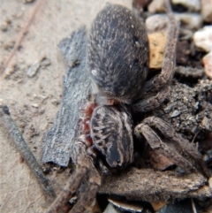 Mituliodon tarantulinus at Dunlop, ACT - 29 Nov 2018