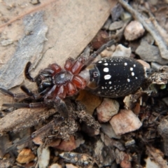 Mituliodon tarantulinus at Dunlop, ACT - 29 Nov 2018