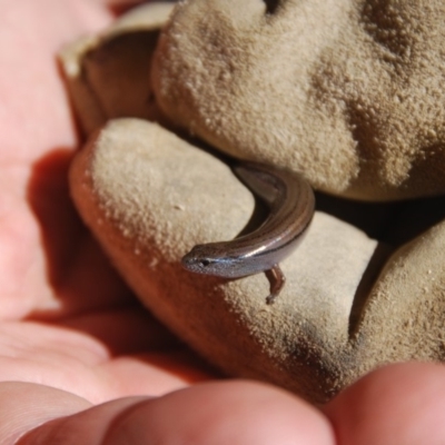 Hemiergis talbingoensis (Eastern Three-toed Earless Skink) at Bango, NSW - 6 May 2018 by Renzy357