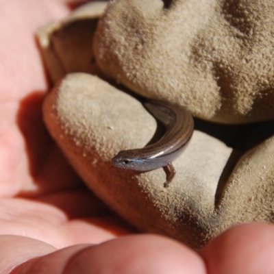 Hemiergis talbingoensis (Three-toed Skink) at Bango, NSW - 5 May 2018 by Renzy357