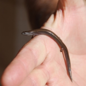 Hemiergis talbingoensis at Bango, NSW - 6 May 2018