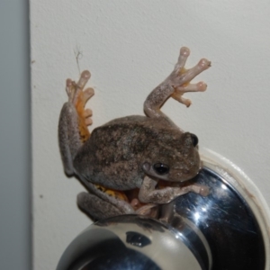 Litoria peronii at Bango, NSW - 17 Feb 2015