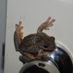 Litoria peronii at Bango, NSW - 17 Feb 2015