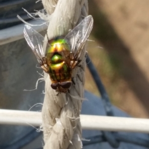 Rutilia sp. (genus) at Bango, NSW - 4 Nov 2018