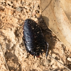 Platyzosteria melanaria (Common Eastern Litter Runner) at Michelago, NSW - 3 Nov 2018 by Illilanga