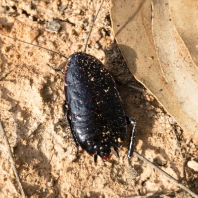 Platyzosteria melanaria (Common Eastern Litter Runner) at Illilanga & Baroona - 3 Nov 2018 by Illilanga