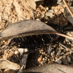 Platyzosteria melanaria at Michelago, NSW - 3 Nov 2018