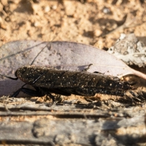 Platyzosteria melanaria at Michelago, NSW - 3 Nov 2018