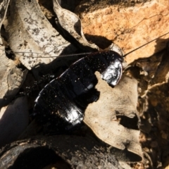 Platyzosteria melanaria at Michelago, NSW - 3 Nov 2018