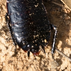 Platyzosteria melanaria at Michelago, NSW - 3 Nov 2018