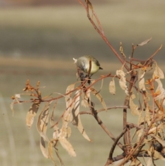 Acanthiza chrysorrhoa (Yellow-rumped Thornbill) at Bango, NSW - 11 Oct 2018 by Renzy357