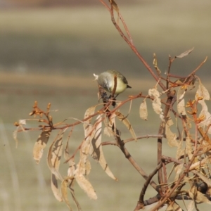 Acanthiza chrysorrhoa at Bango, NSW - 11 Oct 2018 07:00 AM