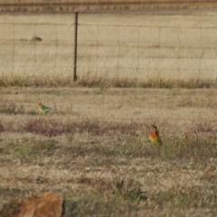 Platycercus eximius (Eastern Rosella) at Bango, NSW - 2 Nov 2017 by Renzy357