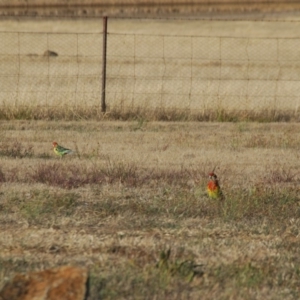 Platycercus eximius at Bango, NSW - 3 Nov 2017 07:00 AM