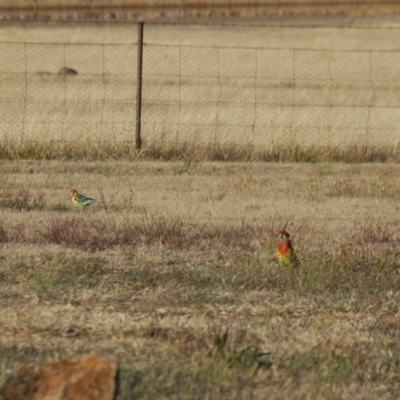 Platycercus eximius (Eastern Rosella) at Bango, NSW - 2 Nov 2017 by Renzy357