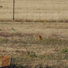 Platycercus eximius at Bango, NSW - 3 Nov 2017 07:00 AM