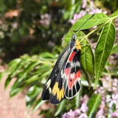 Delias harpalyce (Imperial Jezebel) at Michelago, NSW - 29 Nov 2018 by Illilanga