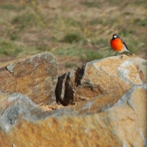 Petroica phoenicea at Bango, NSW - 11 Aug 2018 04:00 PM