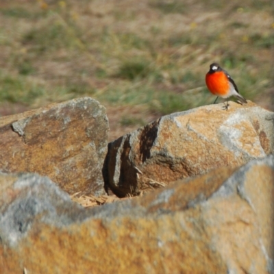 Petroica phoenicea (Flame Robin) at Bango, NSW - 11 Aug 2018 by Renzy357