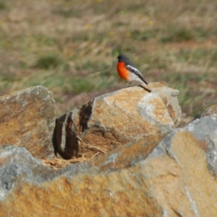 Petroica phoenicea at Bango, NSW - 11 Aug 2018 04:00 PM