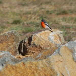 Petroica phoenicea at Bango, NSW - 11 Aug 2018 04:00 PM