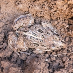 Limnodynastes tasmaniensis (Spotted Grass Frog) at Illilanga & Baroona - 23 Nov 2018 by Illilanga