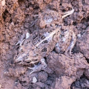 Limnodynastes tasmaniensis at Illilanga & Baroona - 23 Nov 2018 04:03 PM