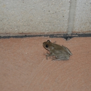 Litoria peronii at Bango, NSW - 7 Dec 2017